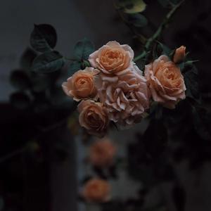 好爽好大又高潮了毛片视频
